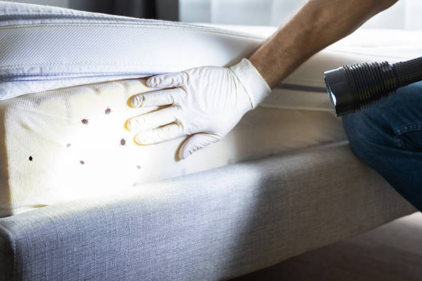 Best Cockroach Control Services  in Creve Coeur, MO
