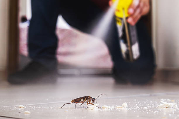Best Wasp Removal Services  in Creve Coeur, MO