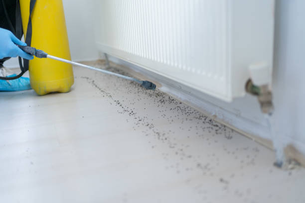 Best Termite Control Services  in Creve Coeur, MO